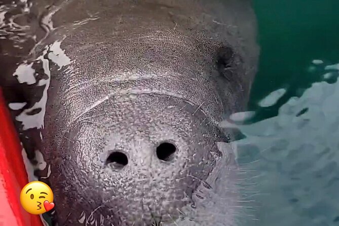 Blue Springs Manatee Tours Review