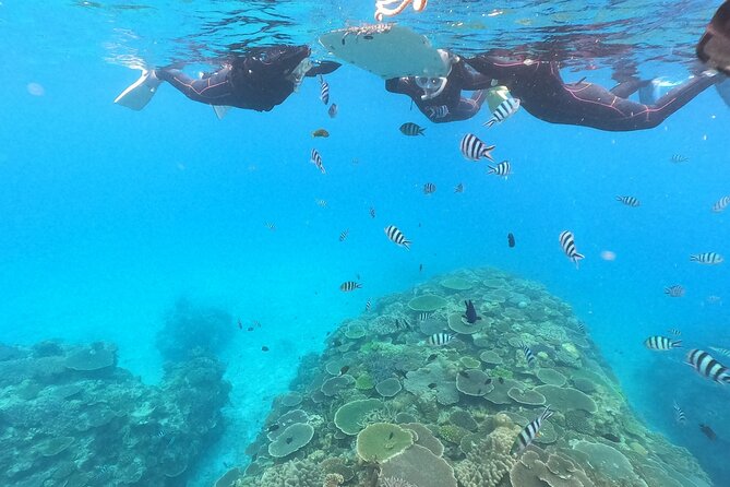 Boat Snorkeling Trip 2 Rounds at Nakijin, Motobu , Okinawa