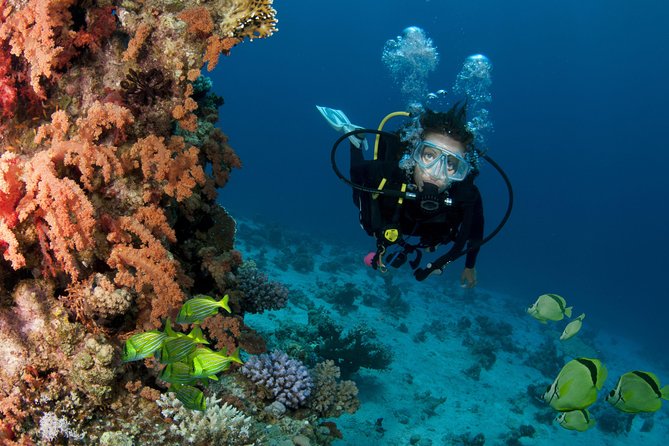 Cabo San Lucas 2 Tank Customized Dive Certified Only