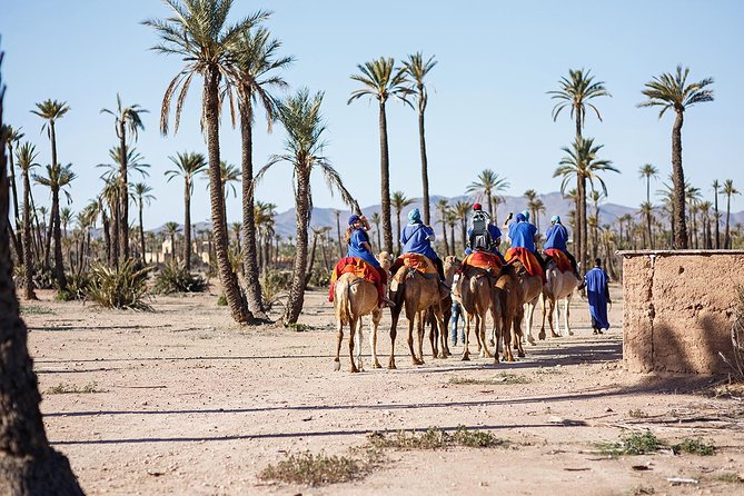 Camel Ride in Palm Groves With Tea Break