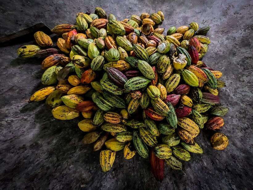 Can Tho: Floating Market & Cycling & Cacao Farm & Rice Field
