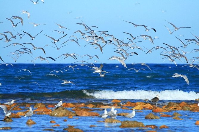 Cape Recife, Lighthouse and 4×4 Grysbok Reserve – HD14