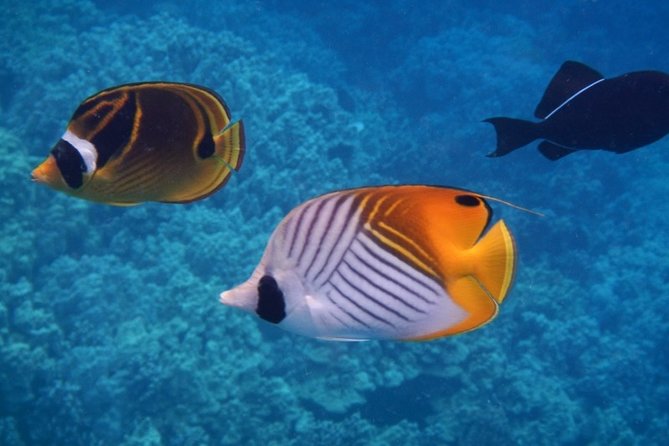Captain Cook Snorkeling Cruise | Departs From Honokohau Harbor - Overview of the Captain Cook Snorkeling Cruise