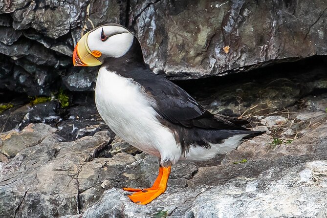 Captains Choice Kenai Fjords National Park Tour From Seward