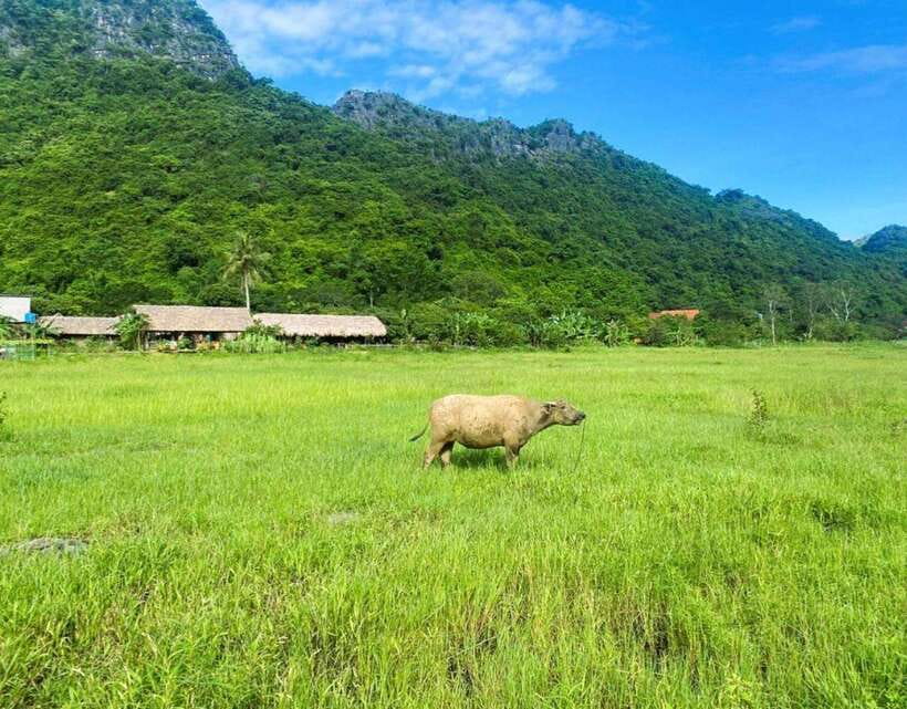 Cat Ba Island-Lan Ha Bay Day Trip: Kayaking, Swimming,Biking - Tour Overview and Pricing