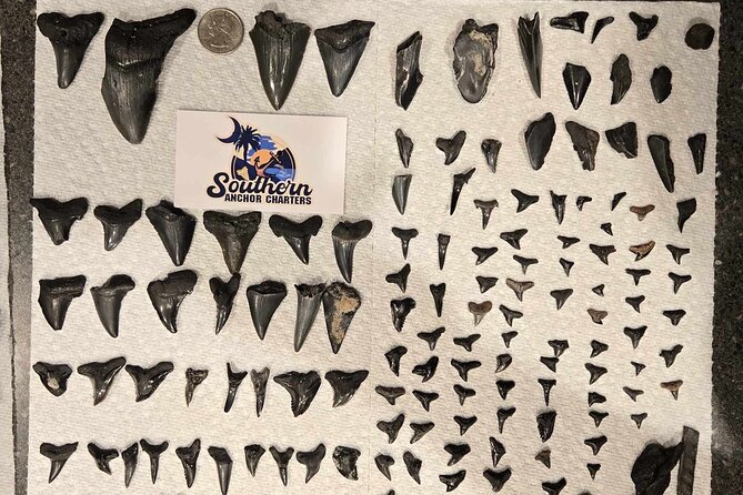 Charleston Shark Tooth and Fossil Searching Island Drop off - Overview of the Experience