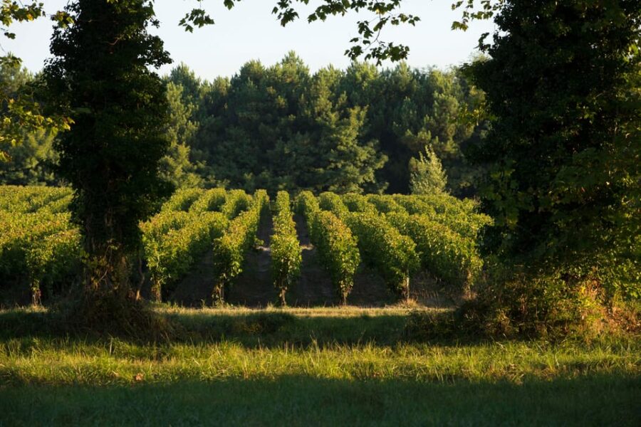 Château Olivier: One Hour Vineyard Tour With Wine Tasting - Château Olivier Vineyard Overview