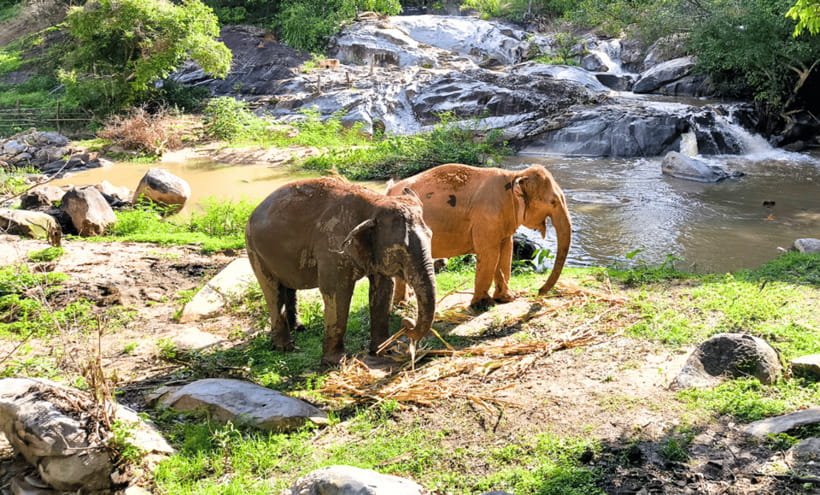 Chiang Mai: Ethical Half Day Elephant Sanctuary & Waterfall