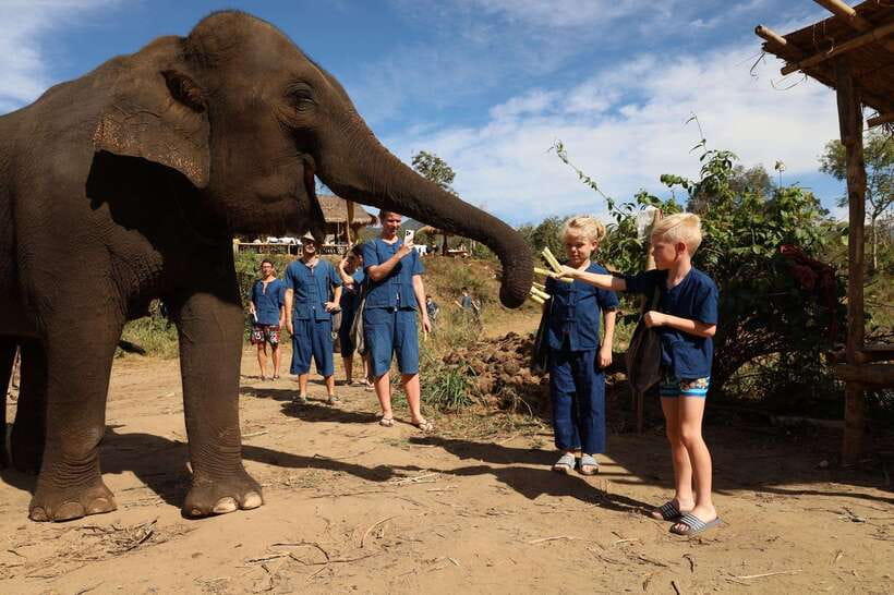 Chiang Mai: Half-Day Elephant Sanctuary & Bamboo Rafting