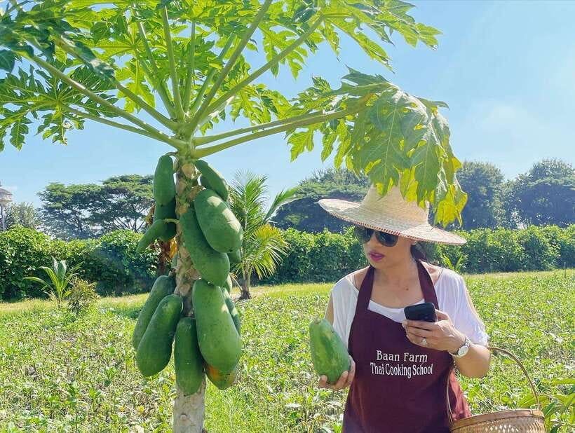 Chiang Mai Organic Thai Cooking Experience - Activity Overview