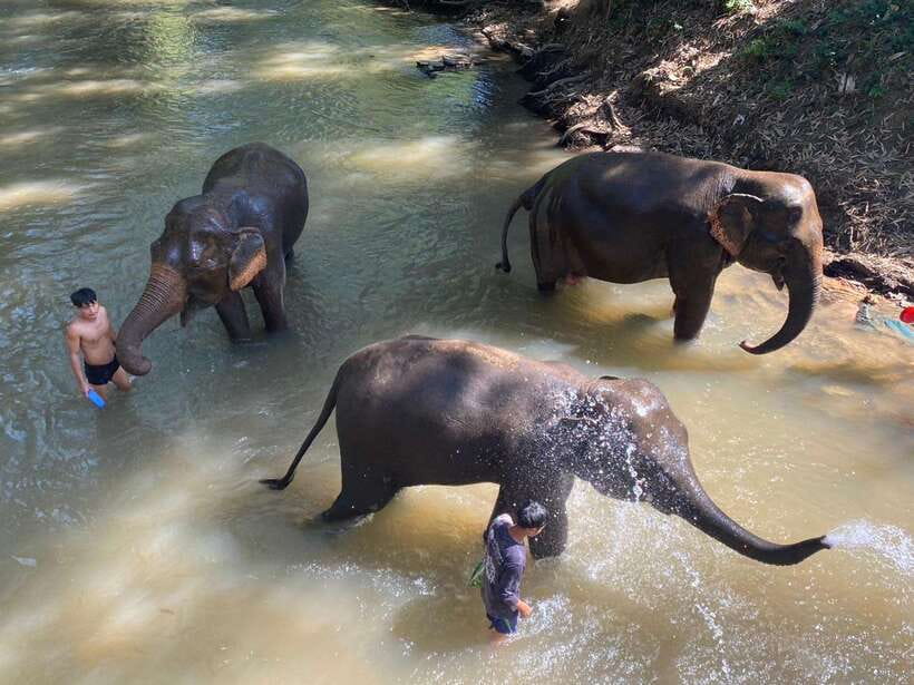 Chiang Mai Untouched Elephant: Nature Walk & Waterfall Trek