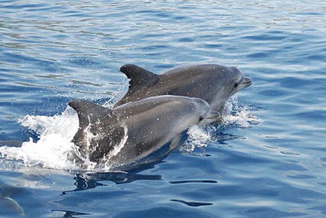 Chincoteague Dolphin Watching Boat Tour - Overview of the Tour