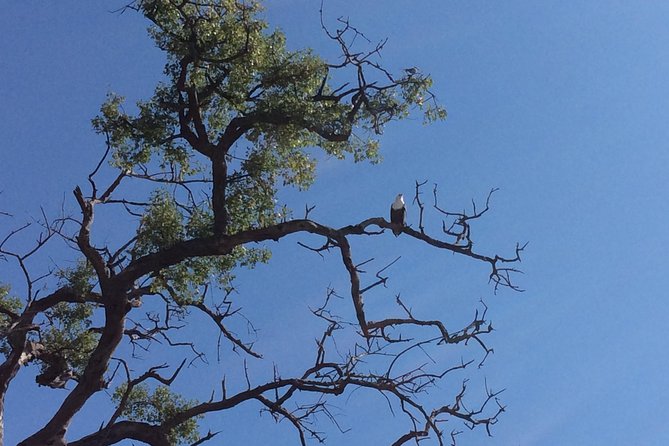 Chobe Full Day Trip
