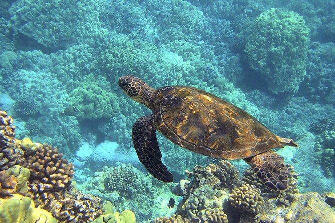 Circle Oahu Island Private Tour With Daily Chauffeur