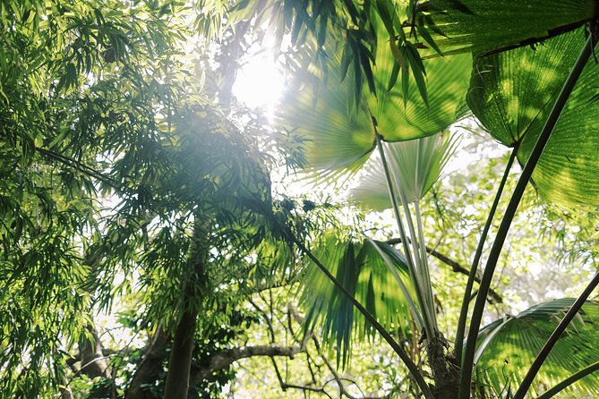 Cloud Forest Sanctuary Jungle Tour