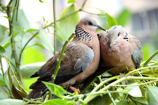 Colorful Species Of Birds