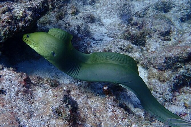 Coral Reef Half Day Snorkel Trip