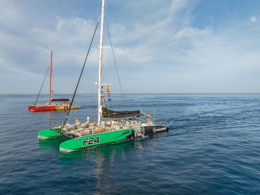Costa Adeje: Whale Watching Cruise With Snack and Drinks