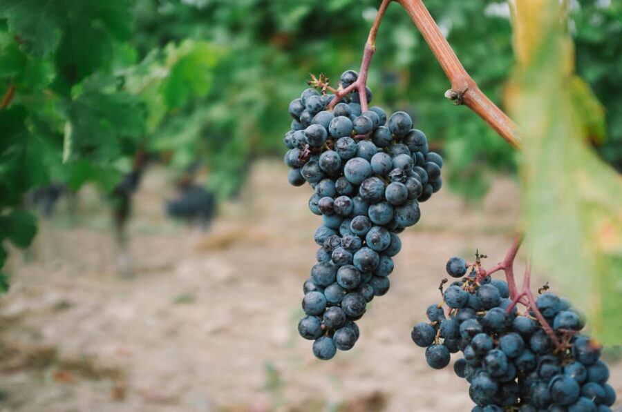Côte De Beaune Half-Day Wine Tour From Dijon