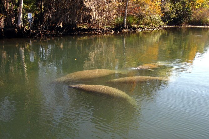 Crystal River National Wildlife Refuge Sightseeing Cruise - Pricing and Booking