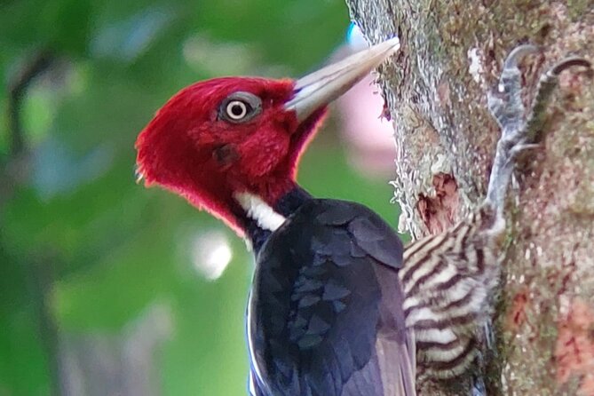 Curicancha Birdwatching Tour - Tour Overview
