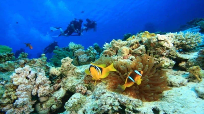 Da Nang/Hoi An:Explore Cham Island and Snorkeling Tour 1 Day - Tour Overview and Pricing