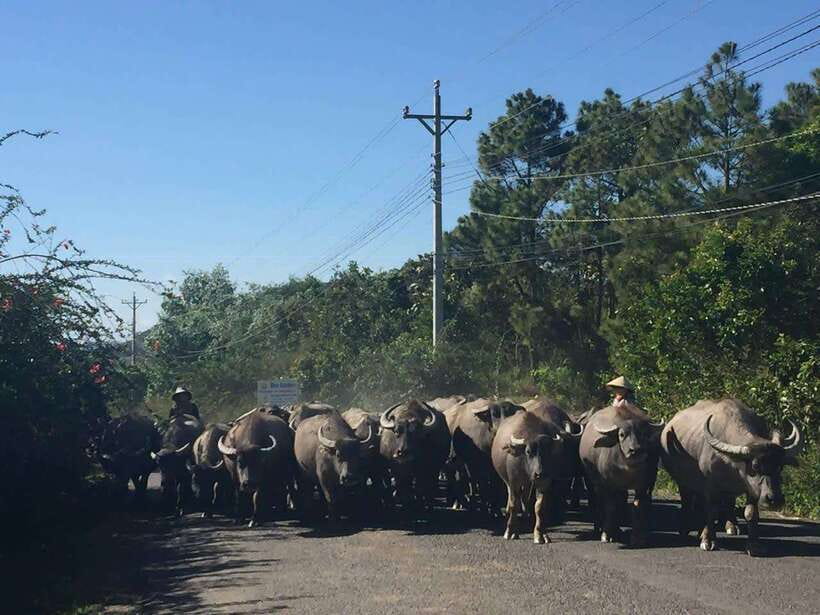 Dalat: Elephant and Pongour Waterfalls – Countryside Tour