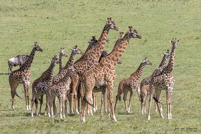 Day 1 Arusha – Lake Manyara National Park