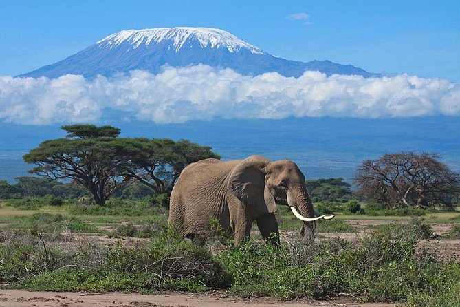 Day Tour to Amboseli National Park