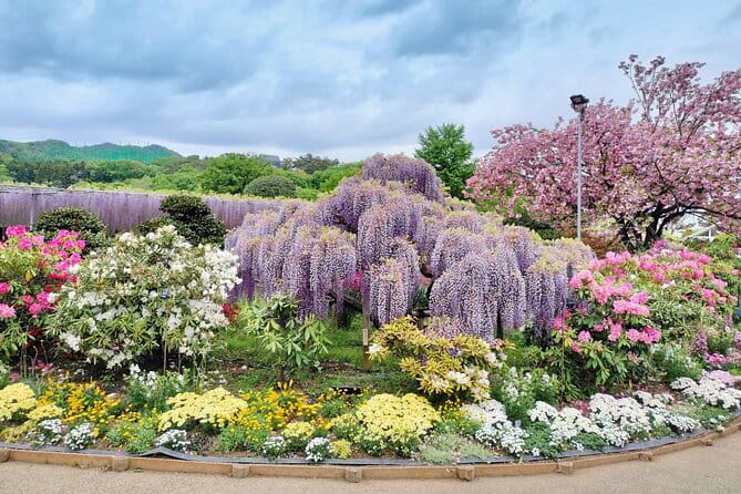 Day Trip Ashikaga Flower Park by Private Car From Tokyo