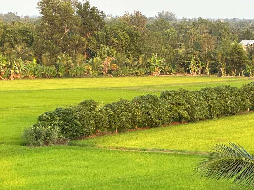 Day Trip: Floating Market & Mua Xuan Forest Half-Day Tour - Tour Overview