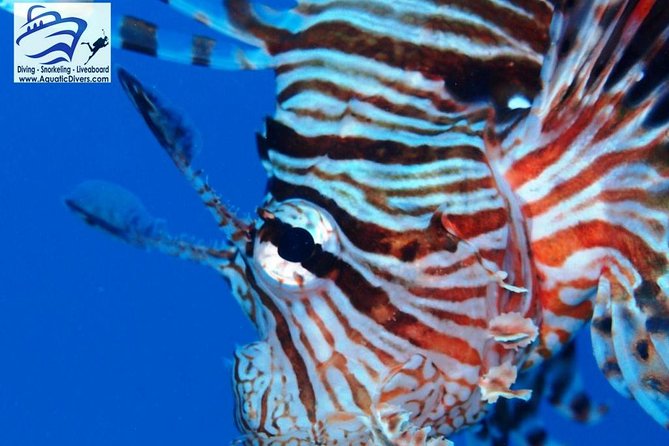 Day Trip Snorkel or Dive With Dugong and Turtles