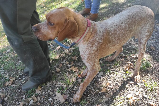Day Trip: Truffle Hunting With Lunch and Spello Guided Tour