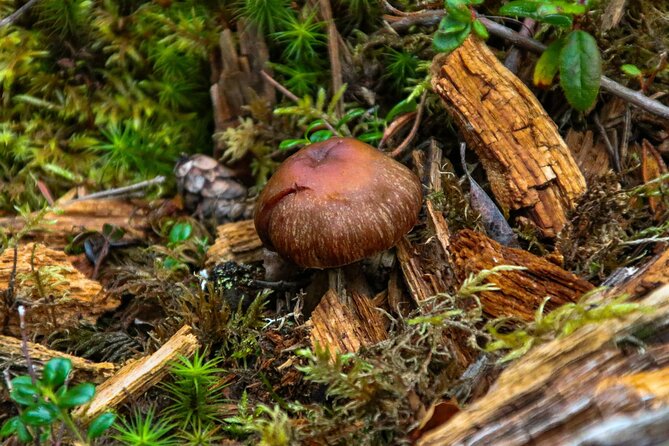 Denali Nature Hike