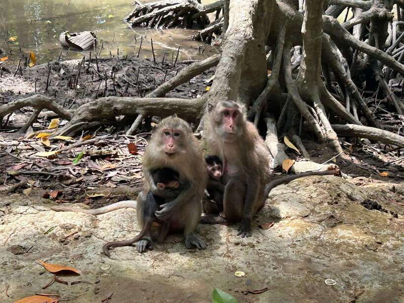 Discover Can Gio Mangrove Forest & Monkey Island 1 Day Tour