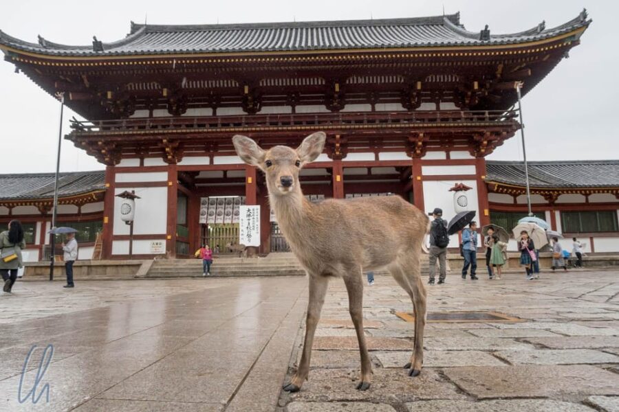 Discover Nara, Kiyozumi-Dera & Fushimi Inari From Osaka