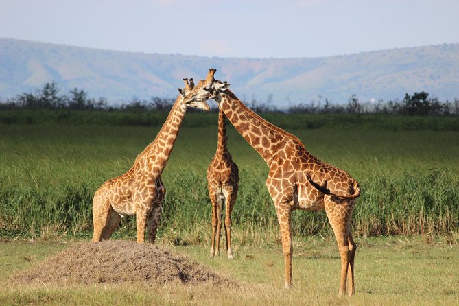 Discover the Beauty of Rwanda in 12Days - Kigali City Exploration