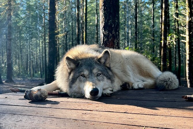 Discover the Beauty of the Wild & Roam in the Spirit of the Wolf