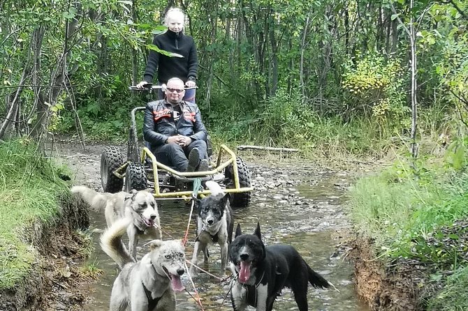 Dog Driving With Dog Carriage in the Alta Valley Along the Famous Salmon River