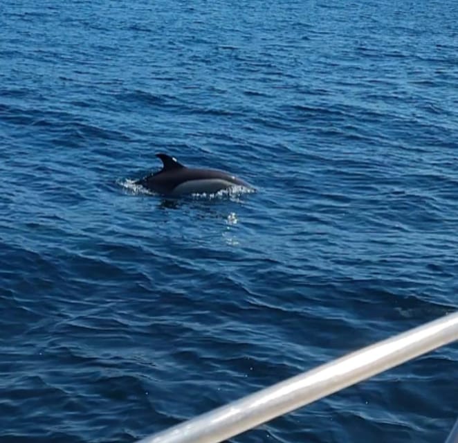 Dolphin Sighting, La Línea De La Concepción