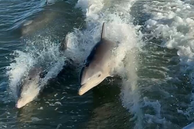 Dolphin Watching Boat Tour Around Anna Maria Island