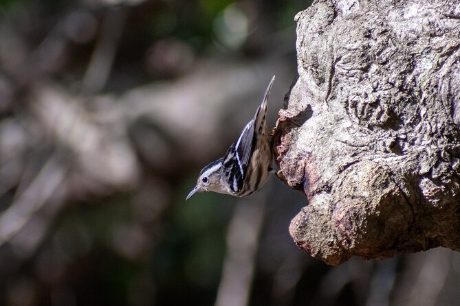 Downtown Charleston Birding Tour