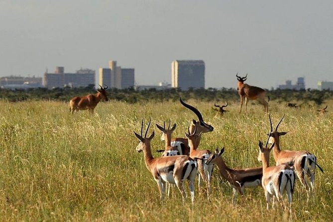 Early Morning Group Joining Mini Safari To Nairobi National Park
