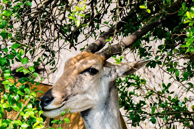 Early Morning Nairobi Park Safari and Giraffe Centre Tour.