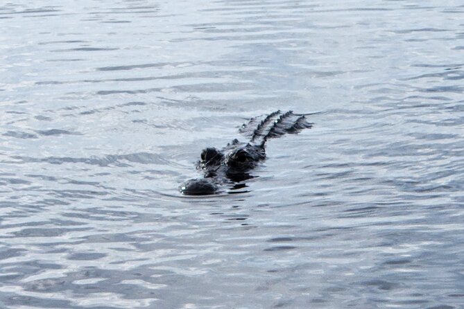 Everglades Airboat Ride and Bus Transfer From Miami Beach
