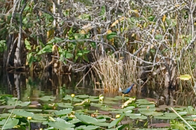 Everglades Eco Airboat Tour With Private Luxury Transportation