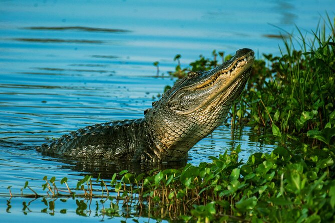 Everglades Tour & 60 Minute Airboat Ride From Miami Beach