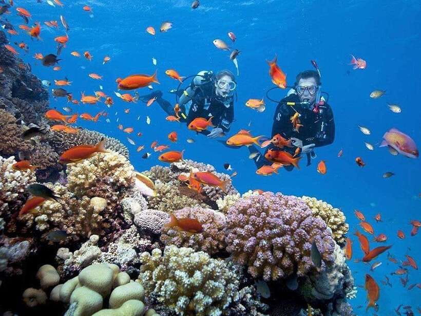 EXPLORE CHAM ISLAND AND DIVE TO OBSERVE CORAL.