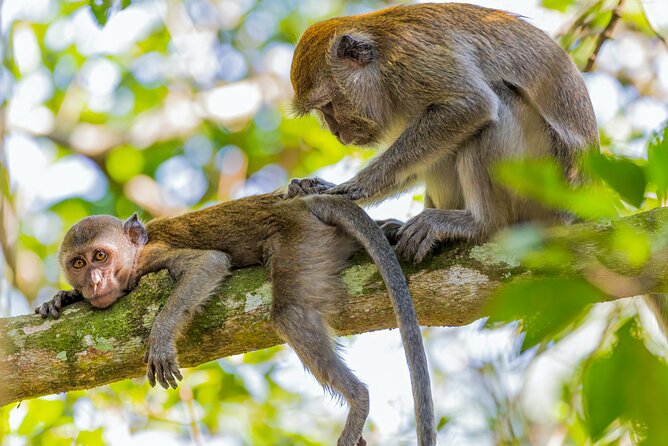 Explore Monkey Kingdom Review: A Unique Experience