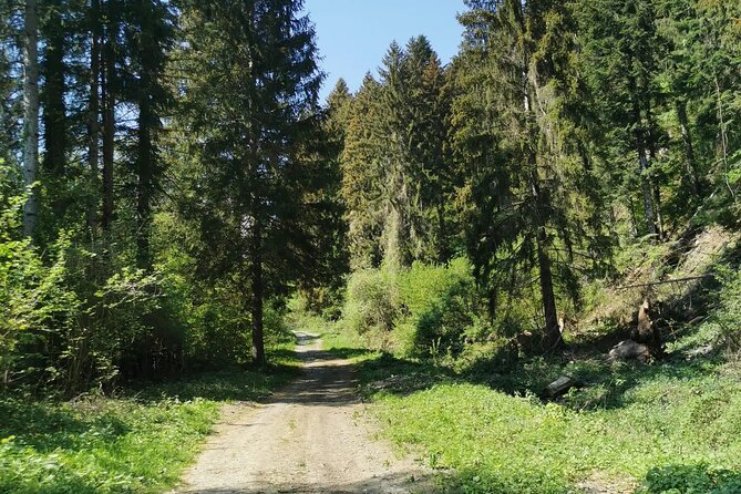 Explore the Beauty of the Carnic Alps by Bicycle